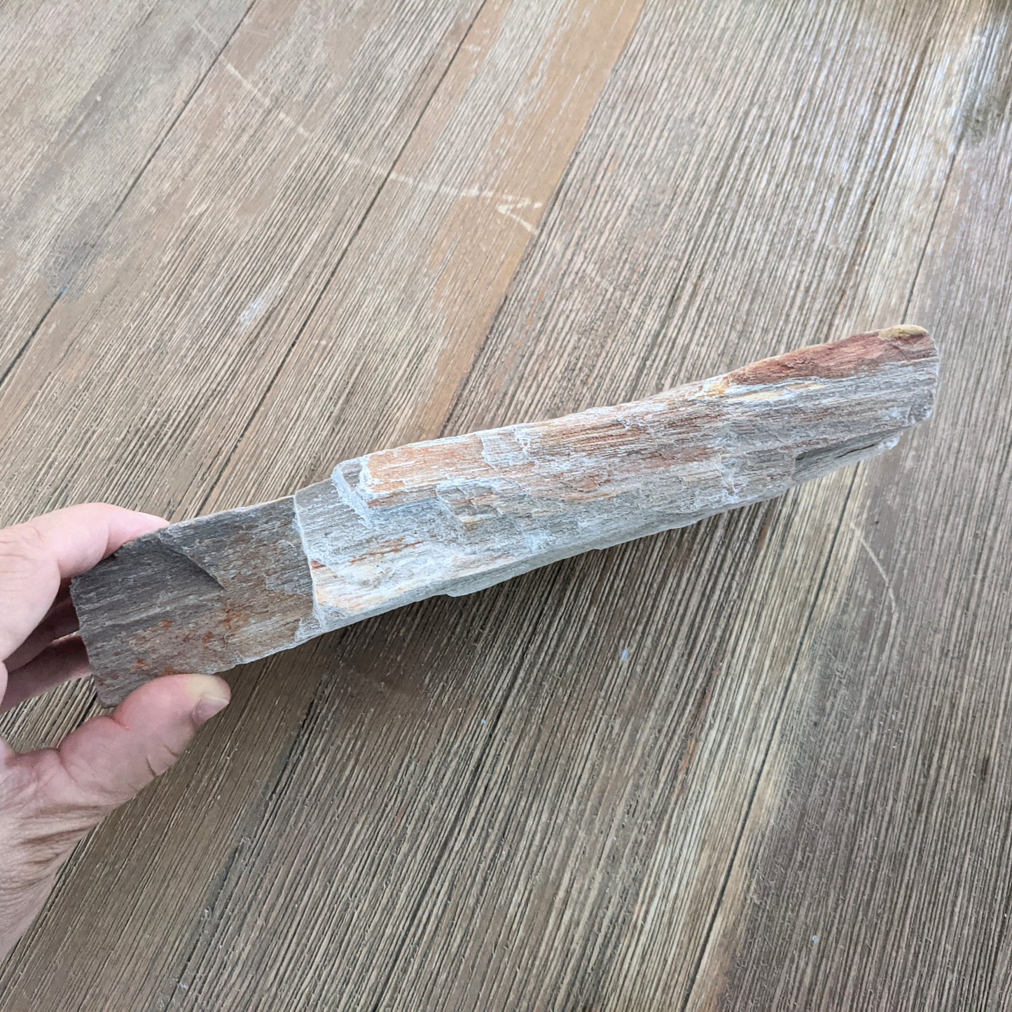 Petrified Wood Slab #1