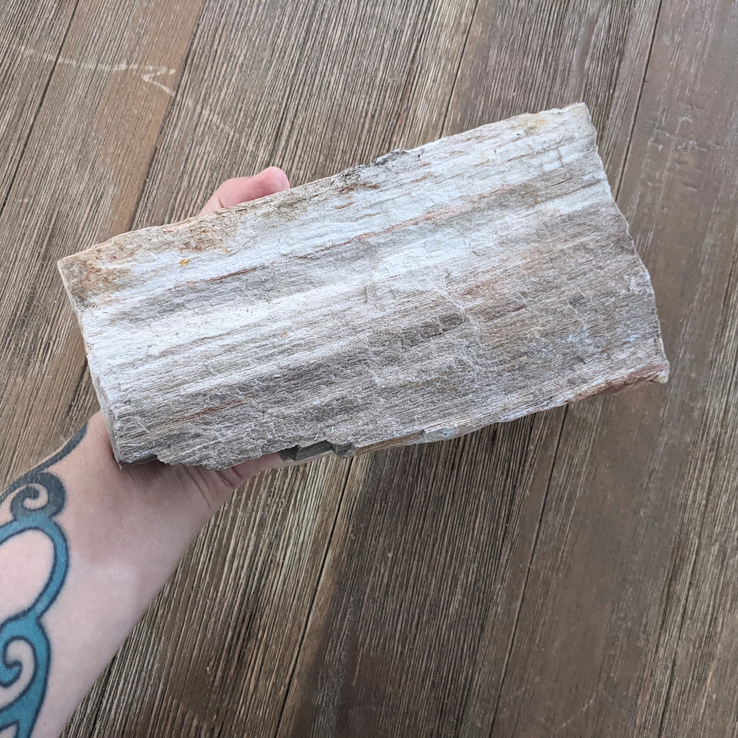 Petrified Wood Slab #1