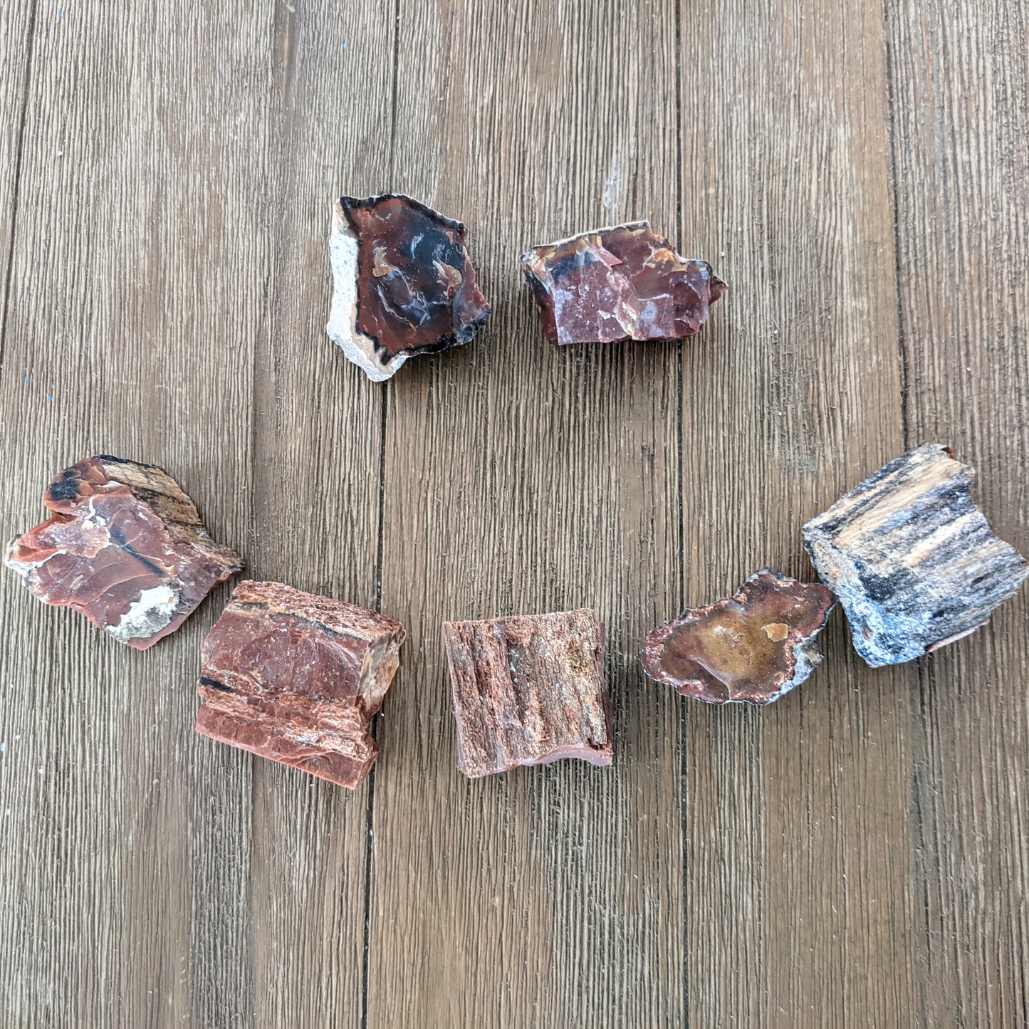 Arizona Petrified Wood - Size Small