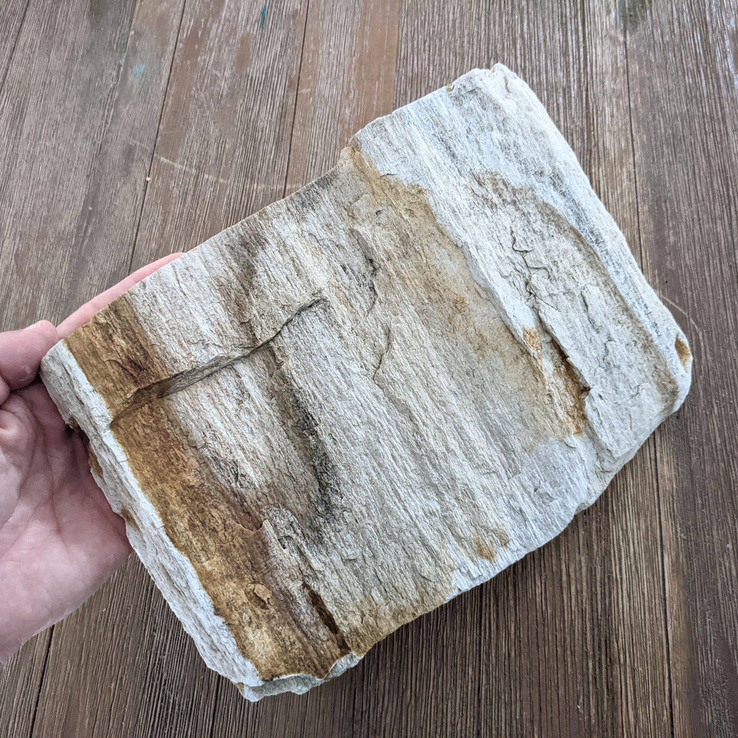 Petrified Wood Slab #2