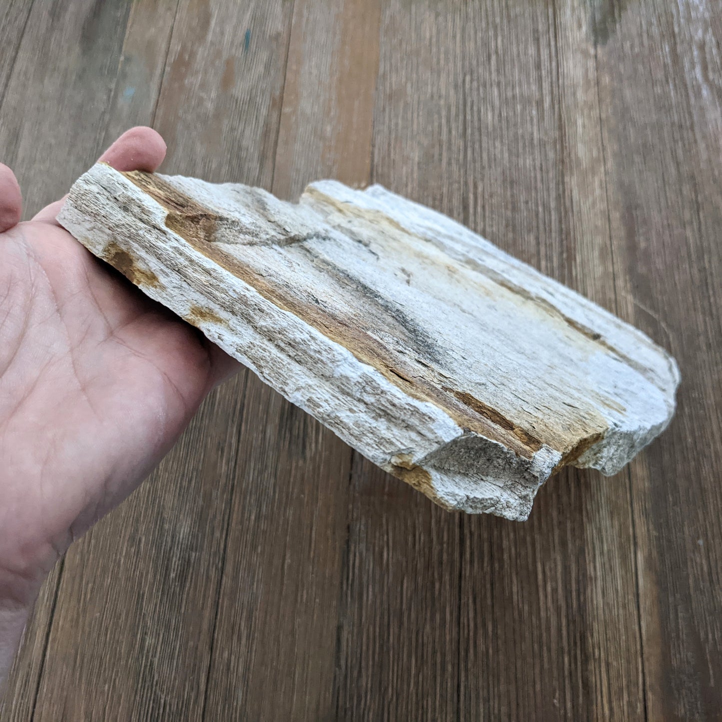 Petrified Wood Slab #2