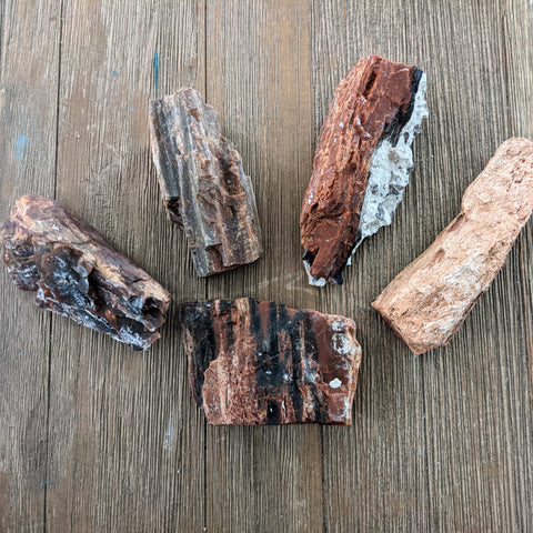 Arizona Petrified Wood - Size Medium