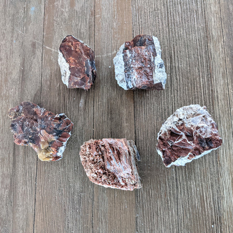 Arizona Petrified Wood - Size Large