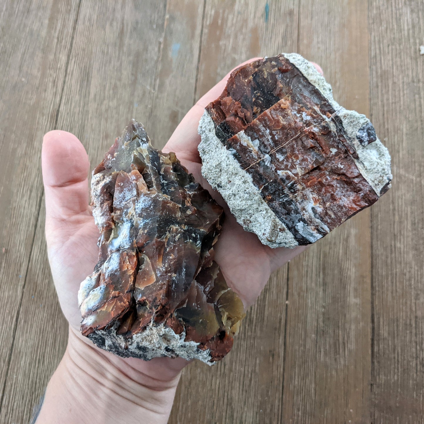 Arizona Petrified Wood - Size Large